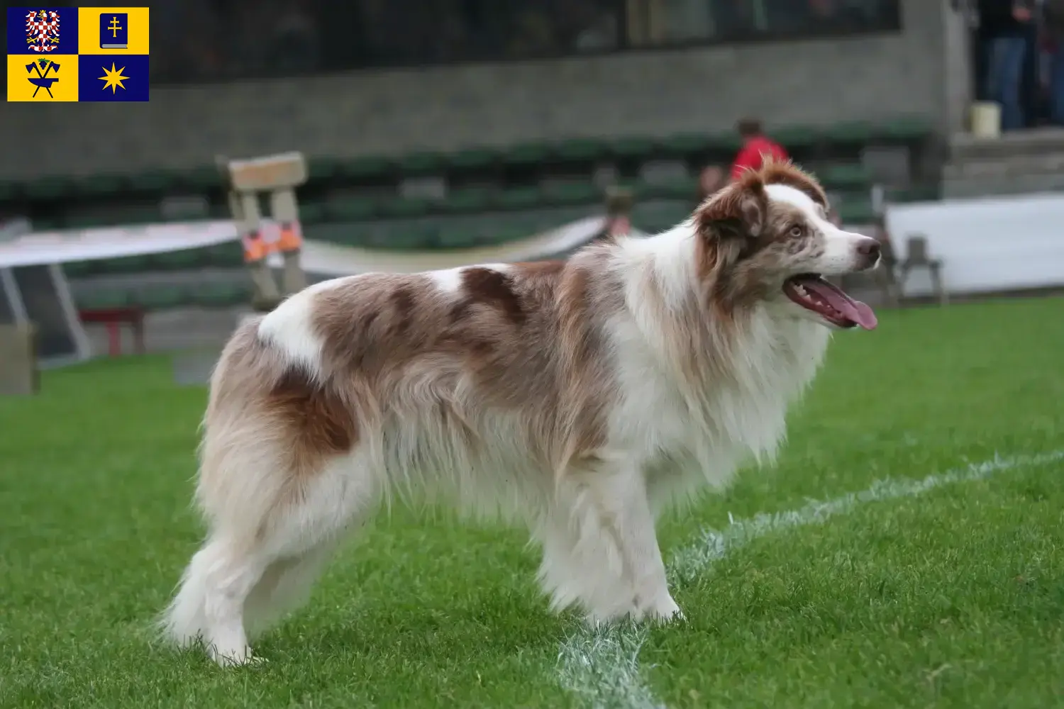 Read more about the article Border Collie breeders and puppies in Zlín