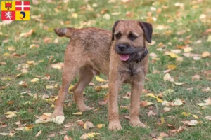 Read more about the article Border Terrier breeders and puppies in Auvergne-Rhône-Alpes