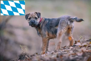 Read more about the article Border Terrier breeders and puppies in Bavaria