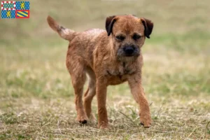 Read more about the article Border Terrier breeders and puppies in Bourgogne-Franche-Comté