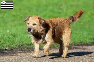 Read more about the article Border Terrier breeders and puppies in Brittany