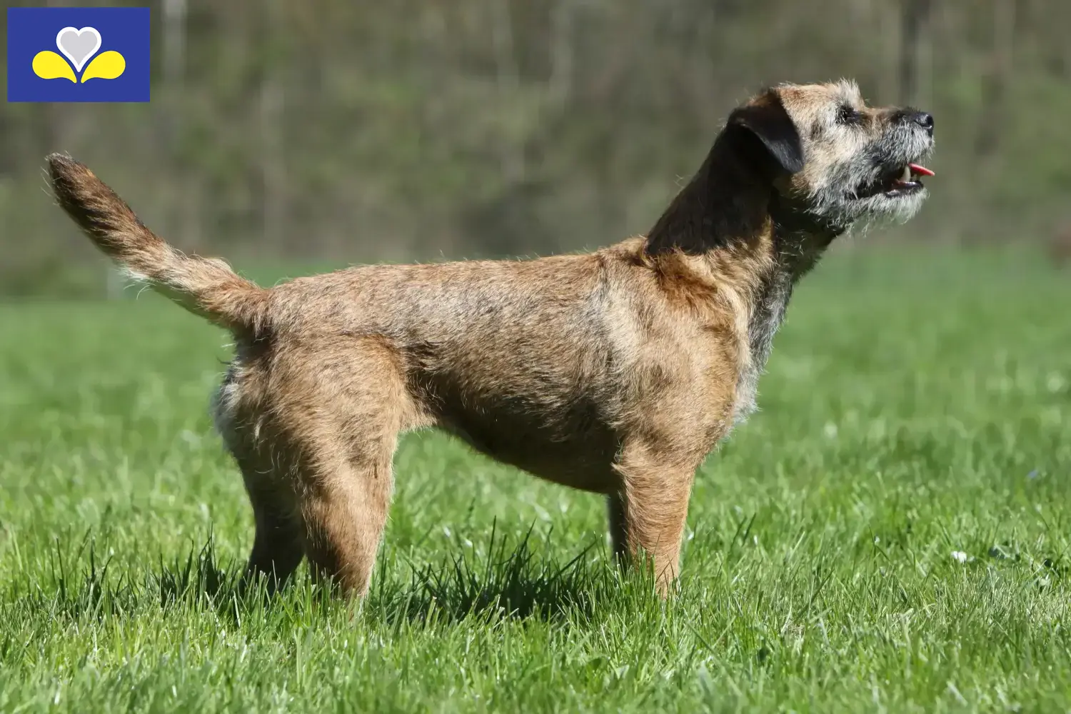 Read more about the article Border Terrier breeders and puppies in the Brussels-Capital Region