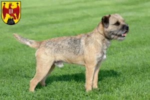 Read more about the article Border Terrier breeders and puppies in Burgenland