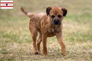 Read more about the article Border Terrier breeders and puppies in Drenthe