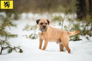 Read more about the article Border Terrier breeders and puppies in Flanders