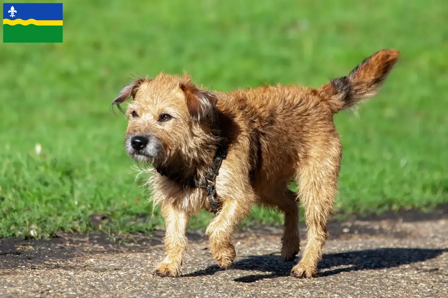 Read more about the article Border Terrier breeders and puppies in Flevoland