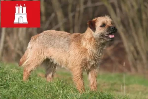 Read more about the article Border Terrier breeders and puppies in Hamburg