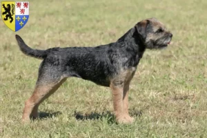 Read more about the article Border Terrier breeders and puppies in Hauts-de-France