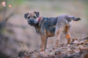 Read more about the article Border Terrier breeders and puppies in Hovedstaden