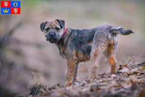 Read more about the article Border Terrier breeders and puppies in Hradec Králové