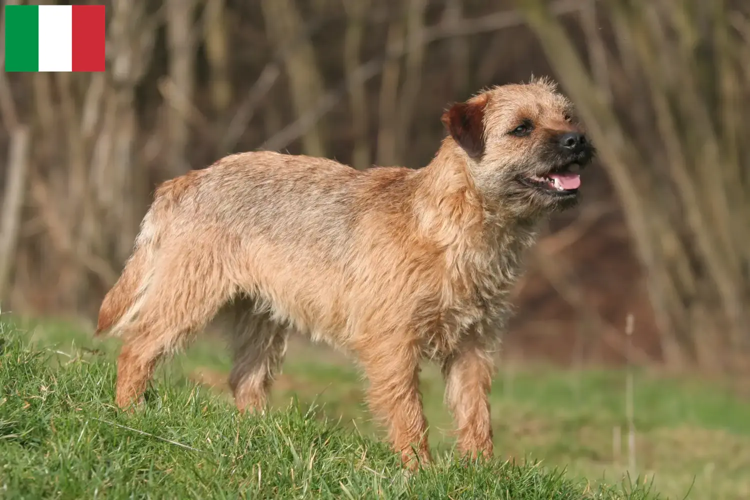 Read more about the article Border Terrier breeders and puppies in Italy