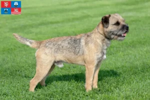 Read more about the article Border Terrier breeders and puppies in Karlsbad