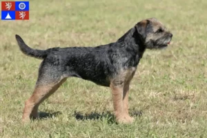 Read more about the article Border Terrier breeders and puppies in Liberec