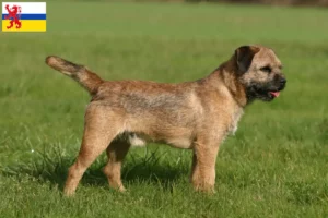 Read more about the article Border Terrier breeders and puppies in Limburg