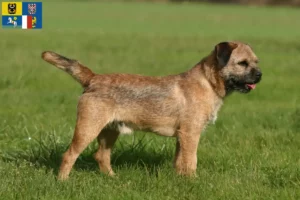 Read more about the article Border Terrier breeders and puppies in Moravia-Silesia