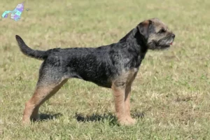 Read more about the article Border Terrier breeders and puppies in Nordjylland