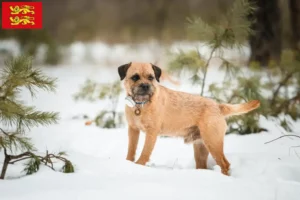 Read more about the article Border Terrier breeders and puppies in Normandy