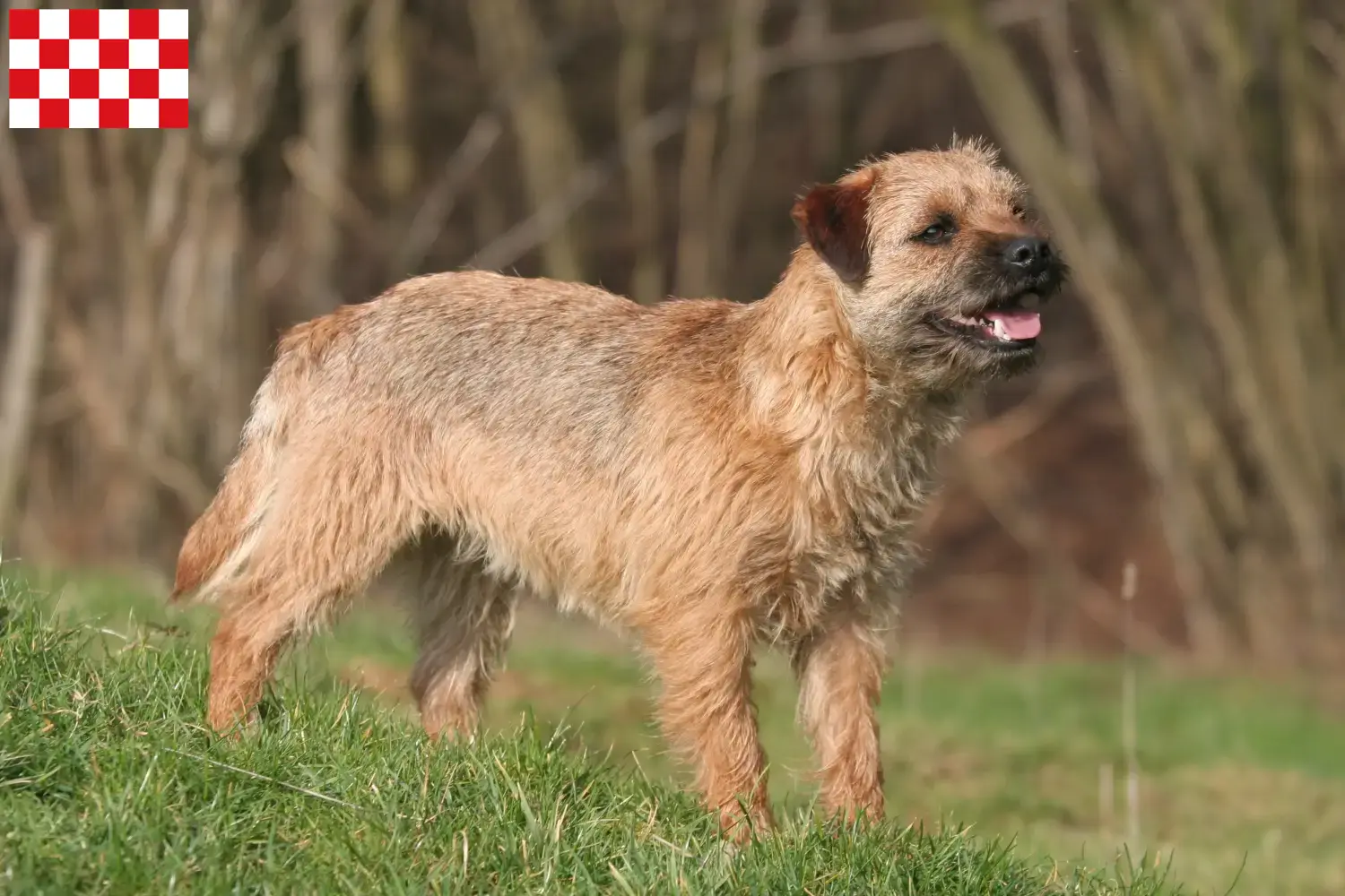 Read more about the article Border Terrier breeders and puppies in North Brabant