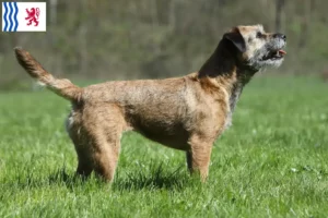 Read more about the article Border Terrier breeders and puppies in Nouvelle-Aquitaine