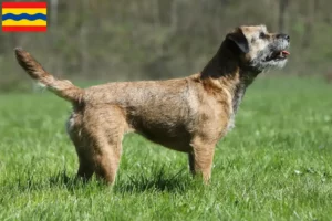 Read more about the article Border Terrier breeders and puppies in Overijssel