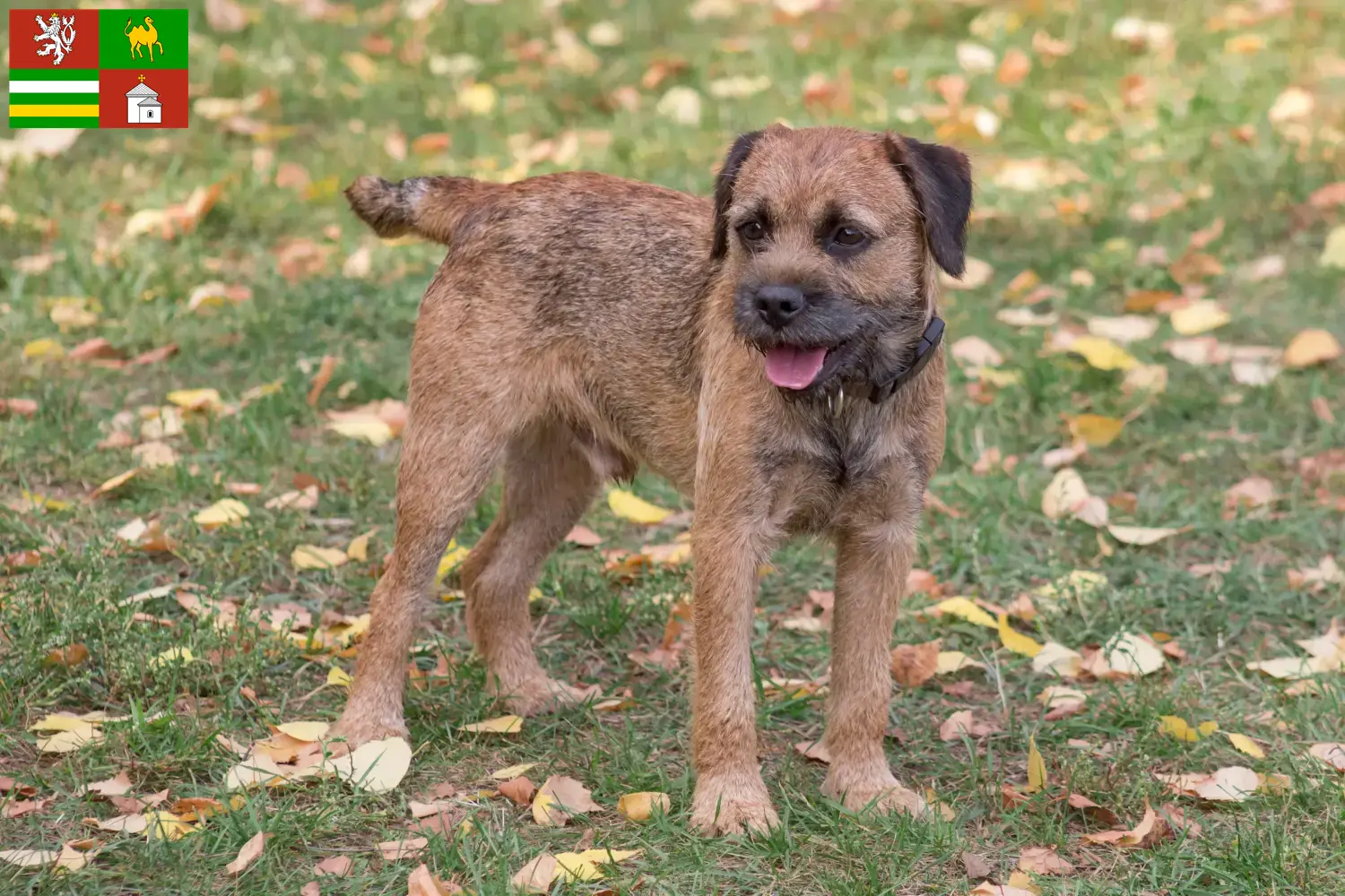 Read more about the article Border Terrier breeders and puppies in Pilsen