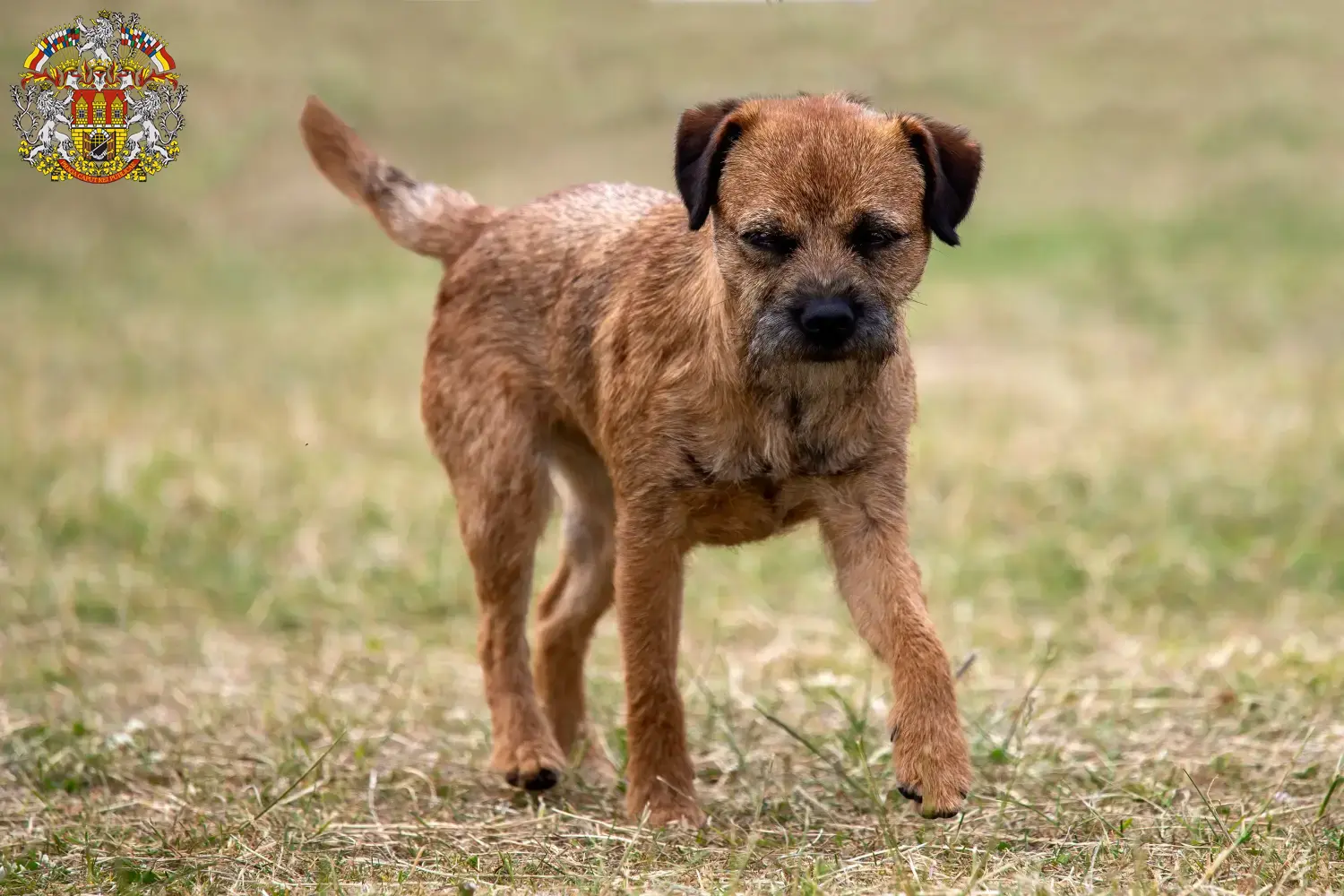 Read more about the article Border Terrier breeders and puppies in Prague