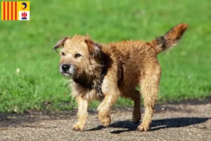 Read more about the article Border Terrier breeders and puppies in Provence-Alpes-Côte d’Azur