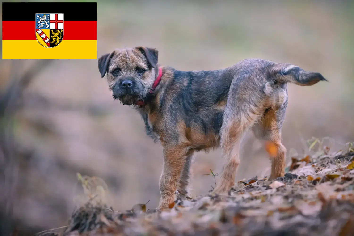 Read more about the article Border Terrier breeders and puppies in Saarland