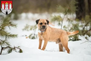 Read more about the article Border Terrier breeders and puppies in Salzburg