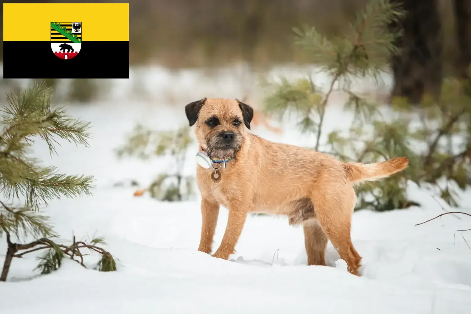 Read more about the article Border Terrier breeders and puppies in Saxony-Anhalt