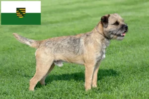 Read more about the article Border Terrier breeders and puppies in Saxony