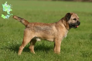 Read more about the article Border Terrier breeders and puppies in Sjælland