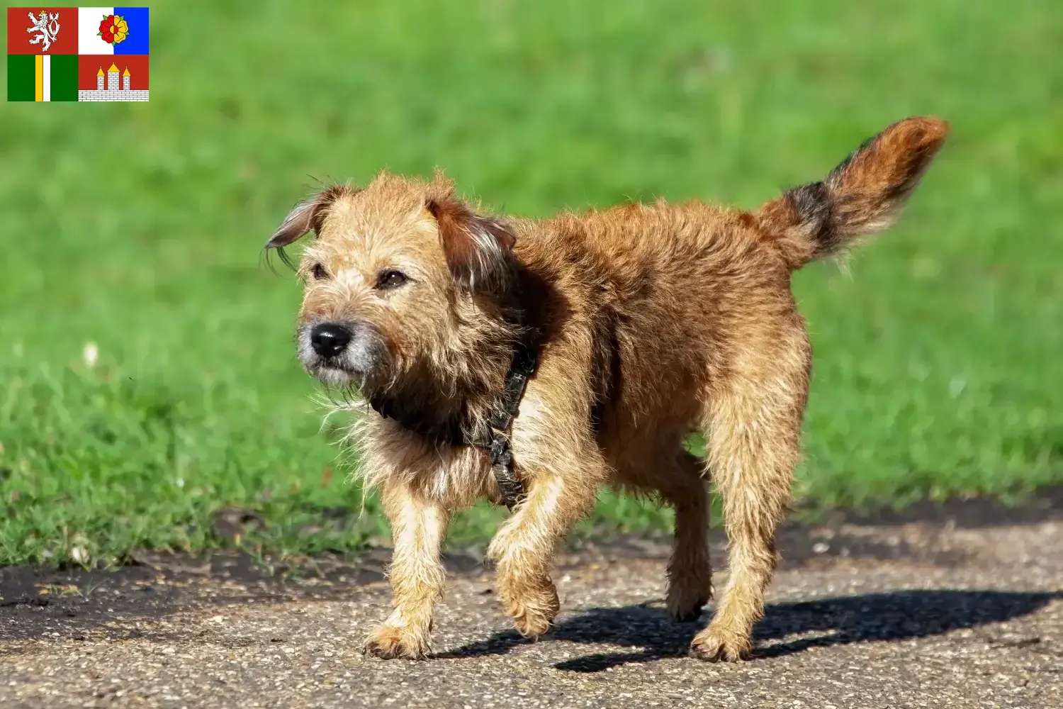 Read more about the article Border Terrier breeders and puppies in South Bohemia