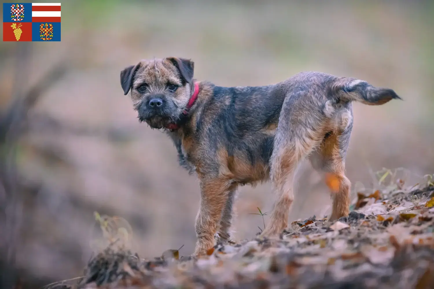 Read more about the article Border Terrier breeders and puppies in South Moravia