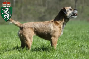 Read more about the article Border Terrier breeders and puppies in Styria