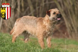 Read more about the article Border Terrier breeders and puppies in Upper Austria