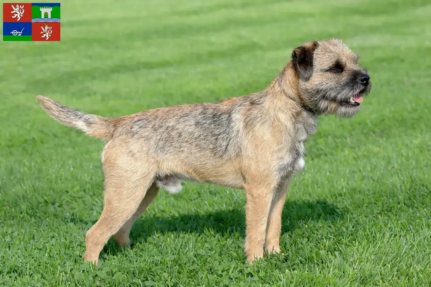 Read more about the article Border Terrier breeders and puppies in Ústí