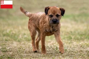 Read more about the article Border Terrier breeders and puppies in Utrecht