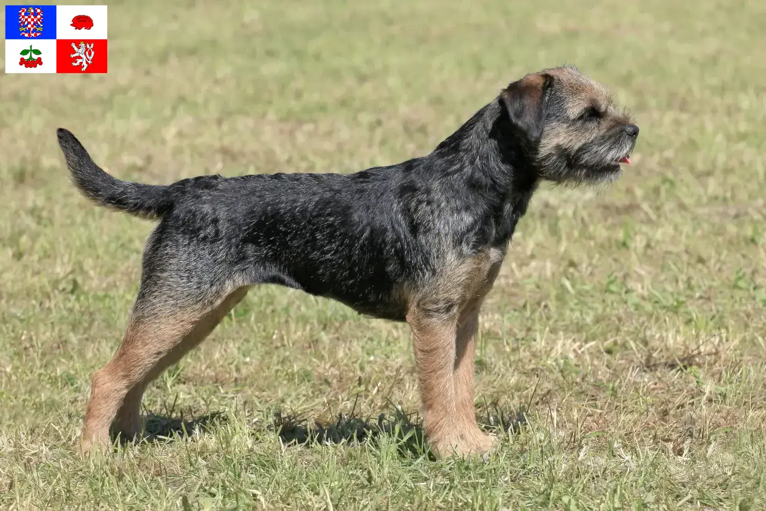 Read more about the article Border Terrier breeders and puppies in Vysočina
