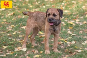 Read more about the article Border Terrier breeders and puppies in Walloon Region