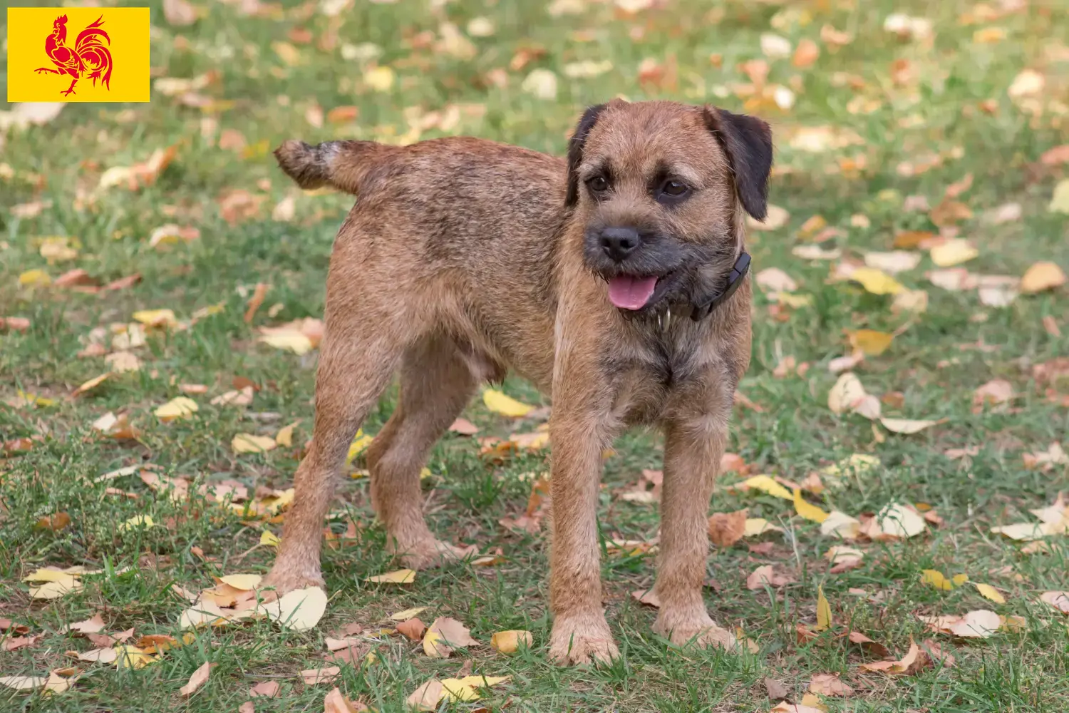 Read more about the article Border Terrier breeders and puppies in Walloon Region