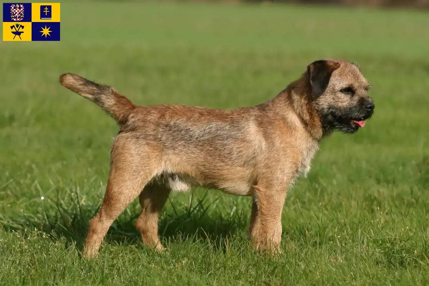 Read more about the article Border Terrier breeders and puppies in Zlín