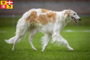 Read more about the article Borzoi breeders and puppies in Auvergne-Rhône-Alpes