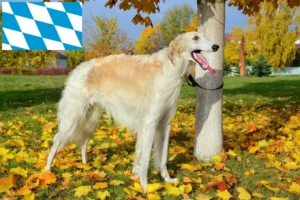 Read more about the article Borzoi breeders and puppies in Bavaria