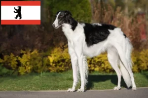 Read more about the article Borzoi breeders and puppies in Berlin