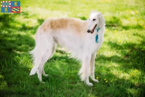 Read more about the article Borzoi breeders and puppies in Bourgogne-Franche-Comté