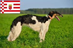 Read more about the article Borzoi breeders and puppies in Bremen