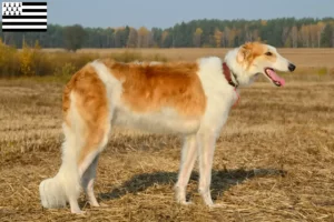 Read more about the article Borzoi breeders and puppies in Brittany