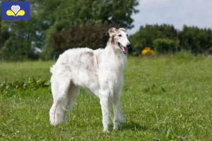 Read more about the article Borzoi breeders and puppies in the Brussels-Capital Region