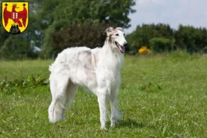Read more about the article Borzoi breeders and puppies in Burgenland